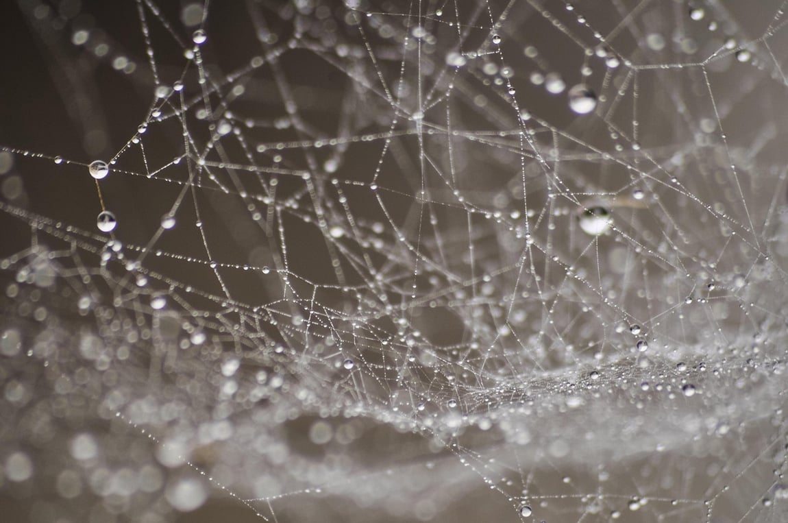 Spider web with dew drops by mac231 from Pixabay